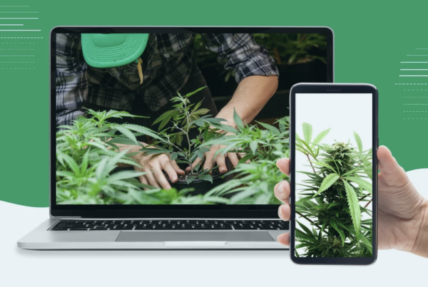 a laptop and phone with cannabis on them, remote cannabis jobs